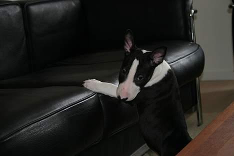 Bullterrier CIRKELINE - mini Grisen billede 2