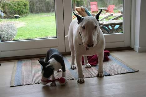 Bullterrier CIRKELINE - så fik anton købe kone billede 3