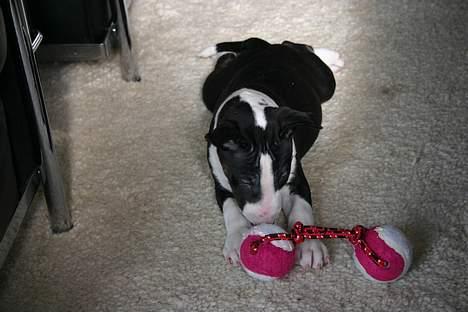 Bullterrier CIRKELINE - baby billede 4