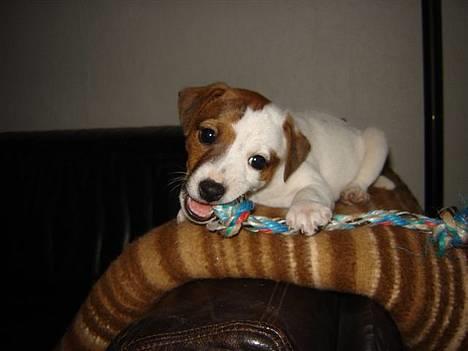 Jack russell terrier Felix billede 1