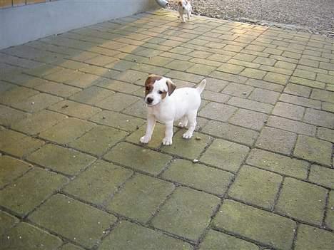 Jack russell terrier Felix billede 2