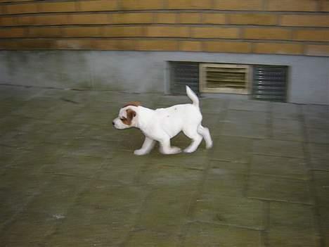 Jack russell terrier Felix billede 3