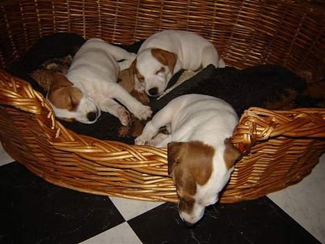 Jack russell terrier Felix billede 4