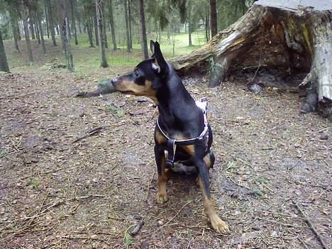 Dvaergpinscher Baby Neela *Kiwa* - i trylleskoven..  billede 13