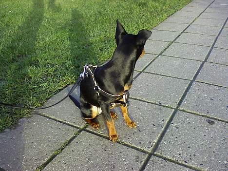 Dvaergpinscher Baby Neela *Kiwa* - Hey, hvad laver du dig der!?  billede 14