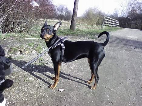 Dvaergpinscher Baby Neela *Kiwa* - Se mig!! Jeg kan også krølle med halen;p  billede 15