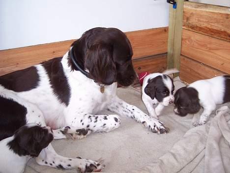 Kleiner münsterländer sofie - sofie  & nogle hendes små hvalpe.<3 billede 16