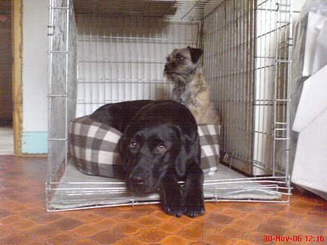 Labrador retriever Freja RIP billede 3
