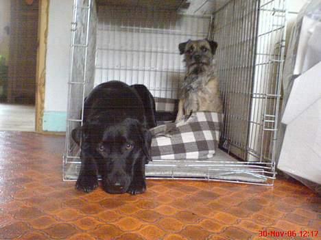 Labrador retriever Freja RIP billede 4