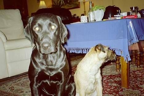 Labrador retriever Freja RIP billede 5