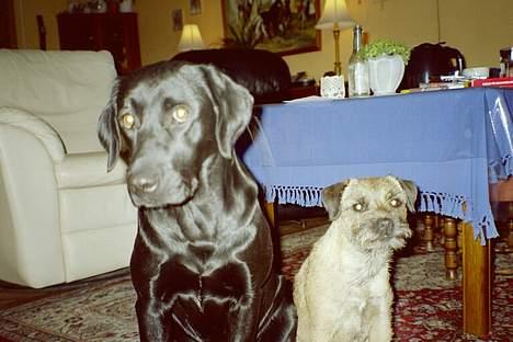 Labrador retriever Freja RIP billede 6