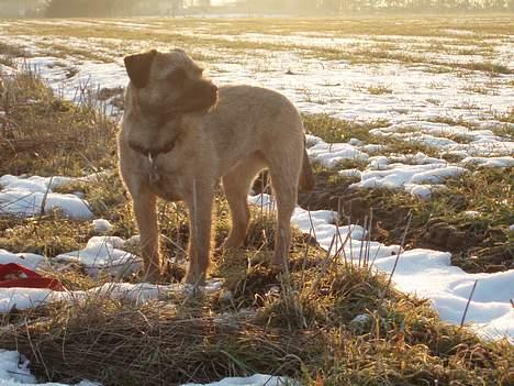 Border terrier Petit fleur (lykke) billede 10