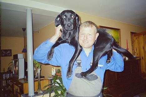 Labrador retriever Freja RIP billede 7
