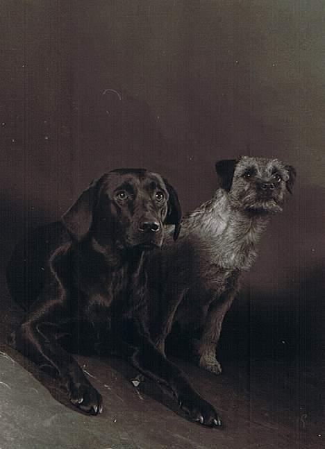 Labrador retriever Freja RIP billede 8