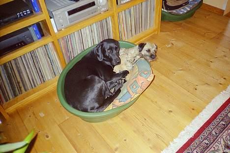 Labrador retriever Freja RIP billede 10