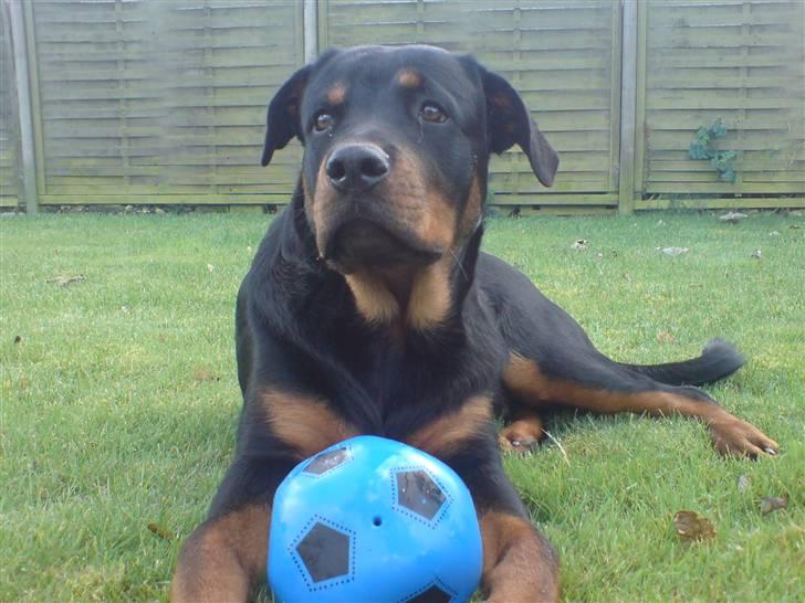 Rottweiler loke (fucker) - jamen jeg er da dejlig... :O)  billede 1