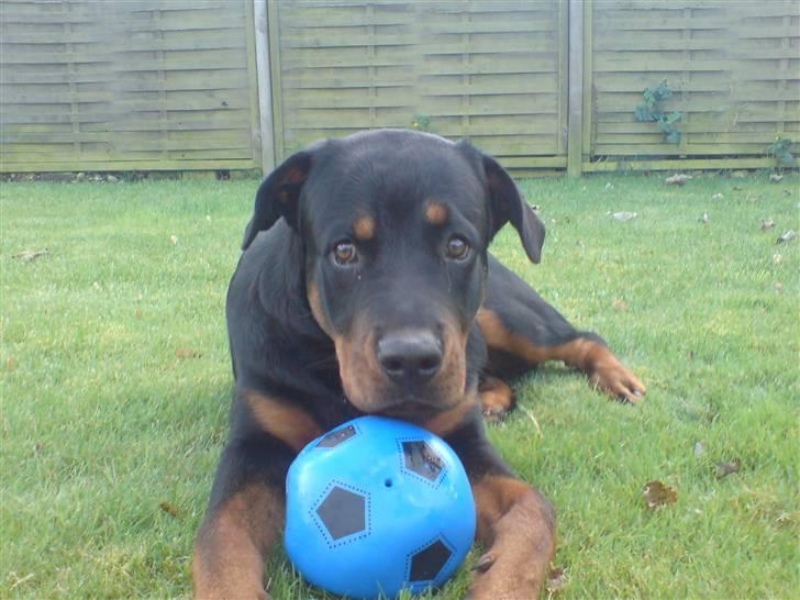 Rottweiler loke (fucker) - øøøøøhhh.... altså .... det er jo MIN bold mor... :O) billede 2