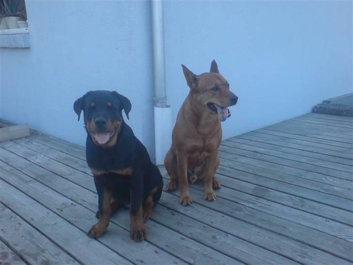 Rottweiler loke (fucker) - her sidder jeg så med min flotte storebror... :O) billede 3