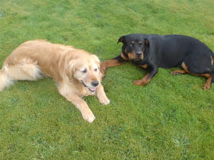 Rottweiler loke (fucker) - mig og min gode ven nico... :O) billede 4