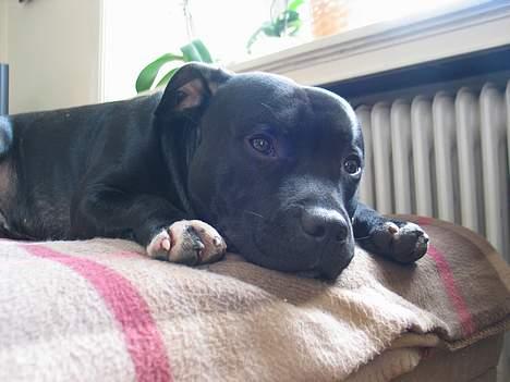 Staffordshire bull terrier Bono billede 11