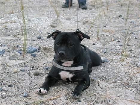 Staffordshire bull terrier Bono - Bono 1 år billede 12