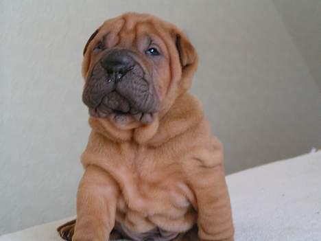 Shar pei Taz - er jeg ikke bare smuk...! billede 1