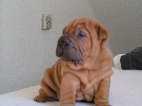 Shar pei Taz billede 2
