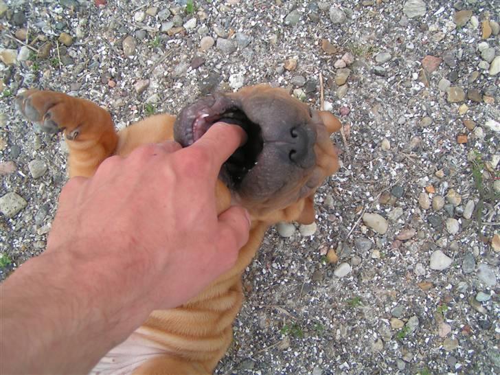 Shar pei Taz - aaarr billede 3
