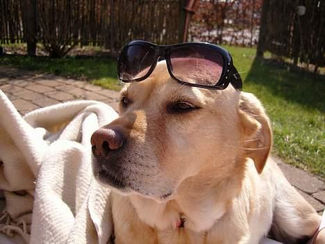 Labrador retriever Trisse - er jeg ikke bare billedeskøn???? billede 19