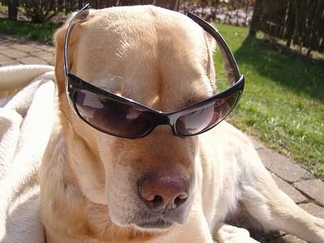 Labrador retriever Trisse - f*** hvor er jeg bare så sej med mor solbriller billede 20