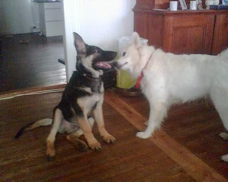 Schæferhund Rex - her er et billed af mig og min gode ven billede 10