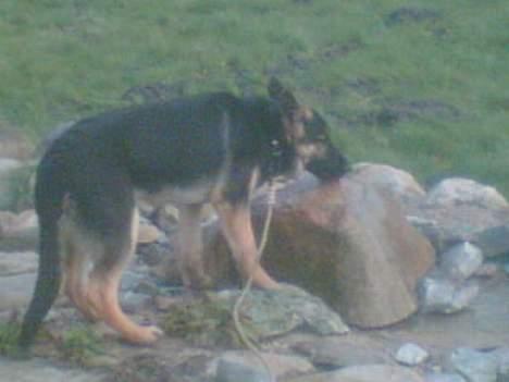 Schæferhund Rex - UHH et springvand dejligt billede 11