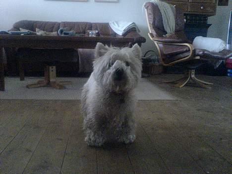 West highland white terrier Bella R.I.P - Jeg elsker snevejr :D billede 6