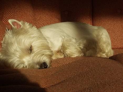 West highland white terrier Bella R.I.P - Det er så dejligt at ligge og hvile sig i solstrålen fra vinduet  billede 7