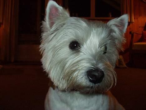 West highland white terrier Bella R.I.P - Nærbillede billede 8