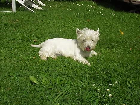 West highland white terrier Bella R.I.P - Jeg har lige spist en godbid, så skal lige sikre mig at jeg ikke har glemt noget :P billede 10