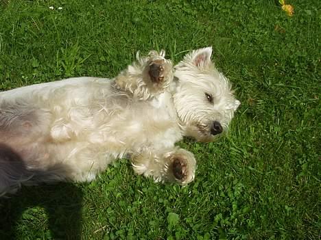 West highland white terrier Bella R.I.P - Kom glad, giv mig lige en mave aer mor :D billede 11