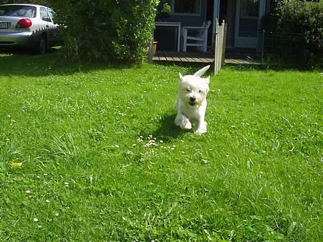 West highland white terrier Bella R.I.P - Her kommer jeg.. billede 12