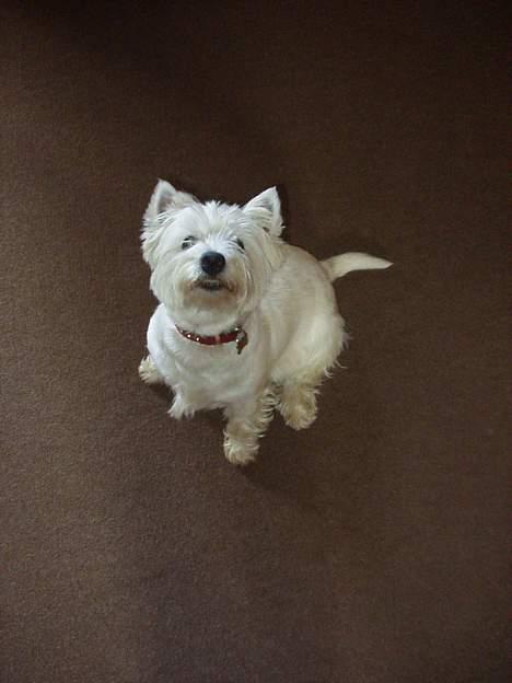 West highland white terrier Bella R.I.P - Smil til fogografen :D billede 13