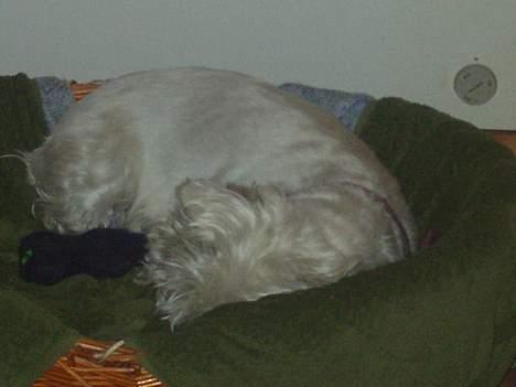 West highland white terrier Bella R.I.P - Mit bedste pivedyr ligger altid og sover sammen med mig, i min seng.. billede 14