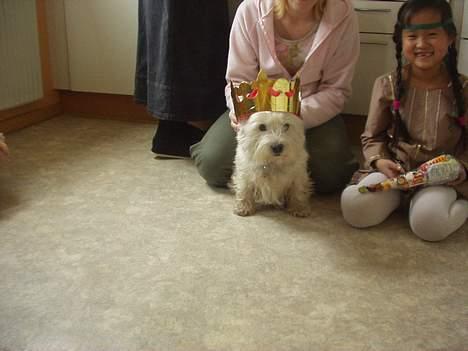 West highland white terrier Bella R.I.P - Jeg er blevet "hunde konge" :D Det er min største storesøster som holder kronen for mig, så jeg kan se noget :) Og så er det min kusine der sidder ved siden af.. billede 17