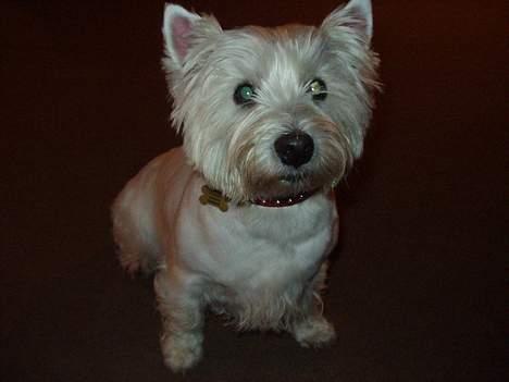 West highland white terrier Bella R.I.P - Her er jeg lige kommet hjem fra frisøren.. billede 18