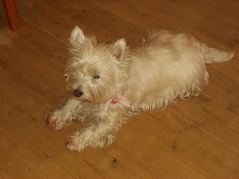 West highland white terrier Bella R.I.P - Se hvor langhåret jeg var blevet.. billede 19