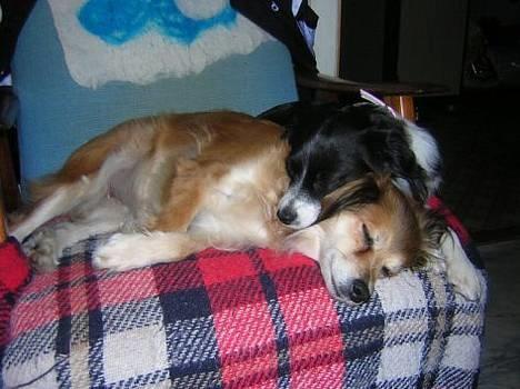 Blanding af racer Leika - Tulla og Leika ligger og sover . <3 billede 16