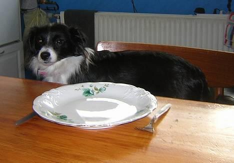 Blanding af racer Leika - "Så giv mig dog noget at spise!!" ;o) billede 17