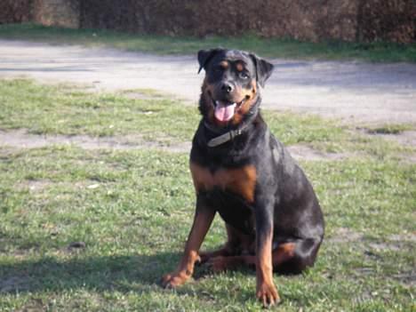 Rottweiler Taija - Billede Skøn billede 7
