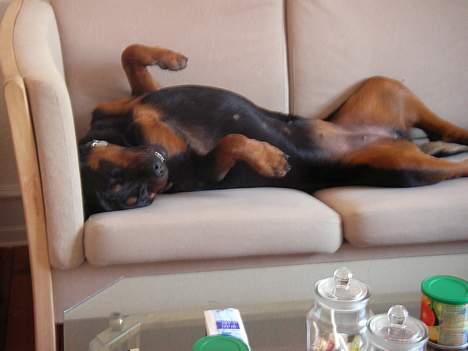 Rottweiler Taija - jamen ... God nat Taija billede 8