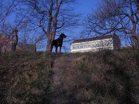 Rottweiler Taija - Stolt Som Hun Er ! billede 9
