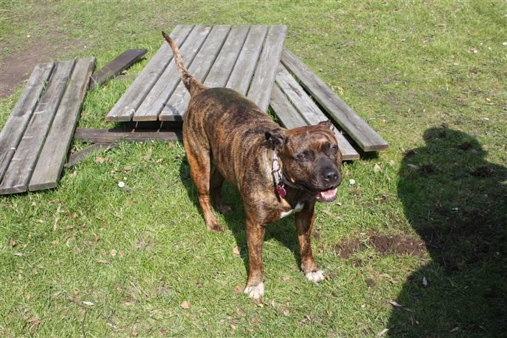 Amerikansk staffordshire terrier Angel - Angels hvalpe billede 11