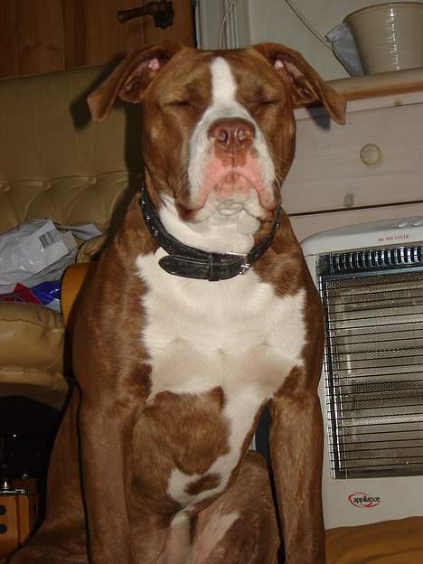 Amerikansk bulldog T-bone - 02/04-07 billede 9